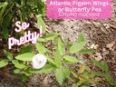 So pretty, flowering Atlantic Pigeon Wings Plant.