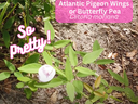 So pretty, flowering Atlantic Pigeon Wings Plant.