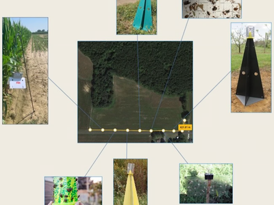 several photos showing stink bug traps