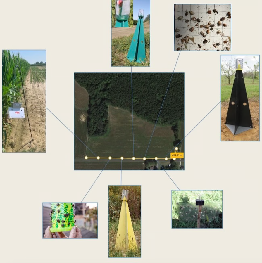 several photos showing stink bug traps