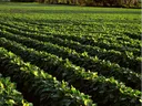Green crop rows