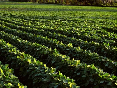Green crop rows