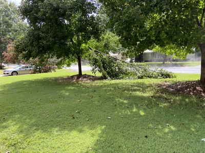 Maple tree with a broken limb