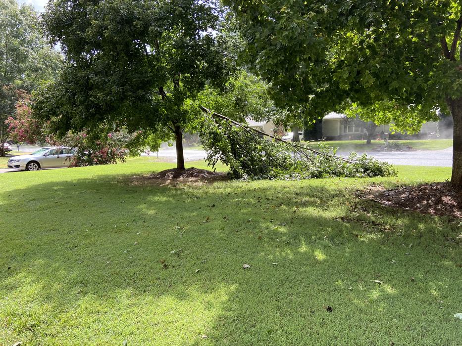 Maple tree with a broken limb