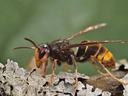 A wasp sitting on lichen-covered bark. It is mostly dark with some yellow markings