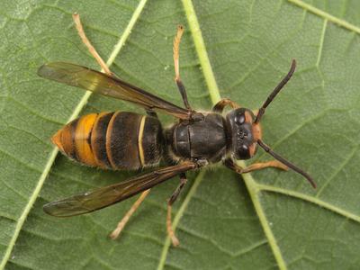 A wasp sitting on a leaf. It is mostly dark with some yellow markings