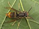 A wasp sitting on a leaf. It is mostly dark with some yellow markings