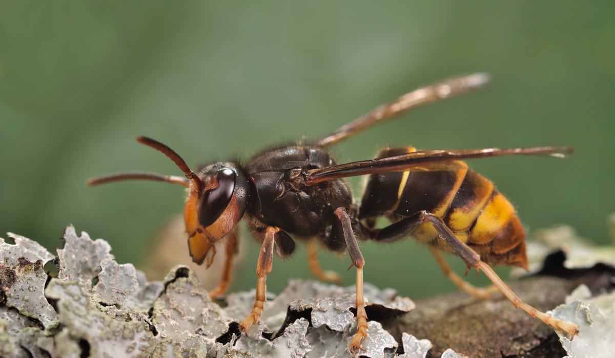 Yellow-Legged Hornet Found in Georgia - Plant Disease and Insect