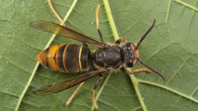 yellow legged hornet