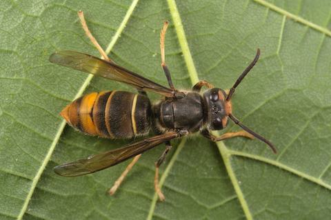 A yellow-legged hornet