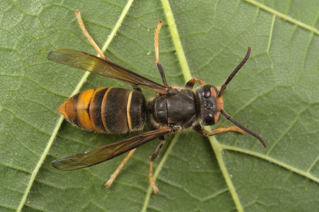 A hornet or wasp stands on a leaf viewed from above. It has a yellow face and the top of the head is dark. The thorax and abdomen are mostly dark except the abdomen tip which is yellow. The tips of the legs are also yellow.