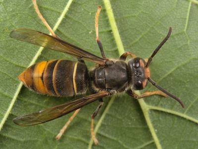 yellow legged hornet