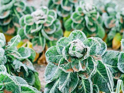 Winter garden with leafy greens