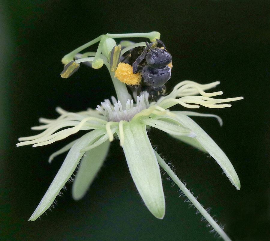 Passionflower bee collecting pollen on yellow passionflower. 
