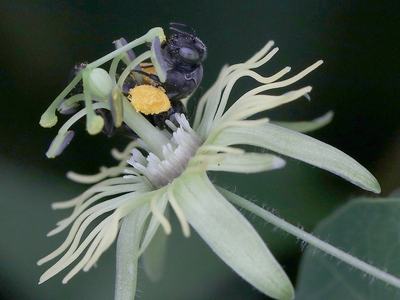 Passionflower bee collecting pollen on yellow passionflower. 