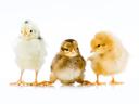 Three chicks standing in a row on a white background