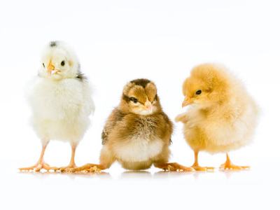 Three chicks standing in a row on a white background