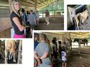 Collage of campers taking a tour of a dairy farm