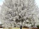 Bradford Pear Tree