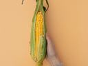 Hand holding a partially husked ear of corn against a peach background