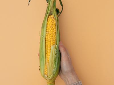 Hand holding a partially husked ear of corn against a peach background