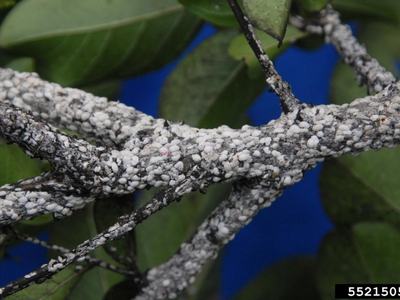 Branches densely covered in white mealy scale insects; numeric label 5521505