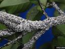 Branches densely covered in white mealy scale insects; numeric label 5521505