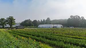 Rows of crops, white hoop house and farm buildings in a misty morning