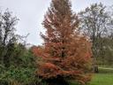 dying tree