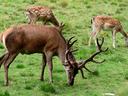 Stag with large antlers and two spotted deer grazing on green grass