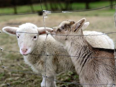 White lamb and brown kid goat nose-to-ear through wire fence