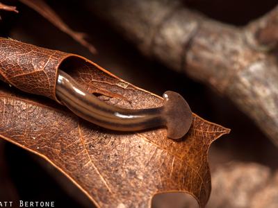 Hammerhead Worm (Bipalium kewense) Picture from Matt Bertone NCSU