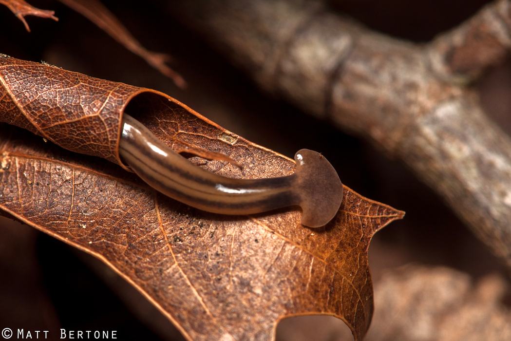 Hammerhead Worm (Bipalium kewense) Picture from Matt Bertone NCSU