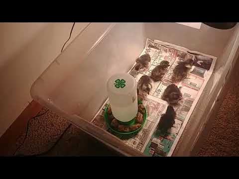brooder box with chicks
