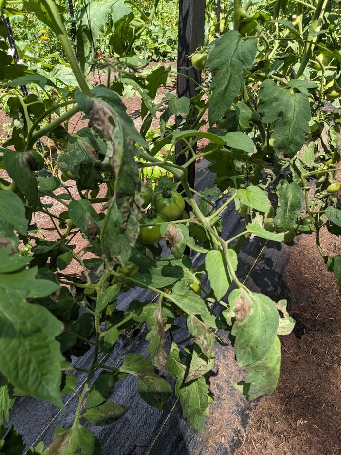 Late blight on tomato