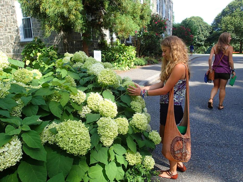 Mophead Hydrangea_Phot by Amanda Wilkins