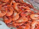 Shrimp
