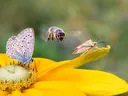 pollinator insects at work