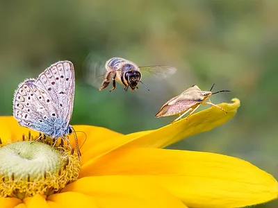 pollinator insects at work