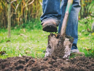 Leg and boot pressing a shovel blade into soil in a grassy yard