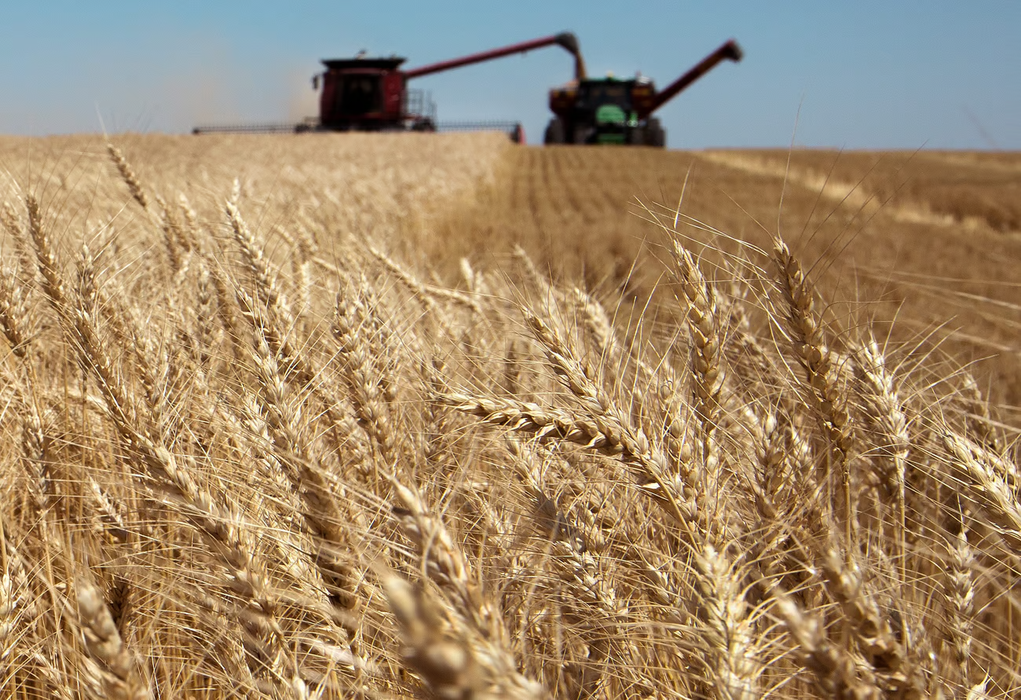 wheat field with combine in background