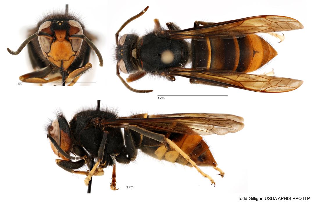 Face, dorsal, and lateral images of a specimen of Vespa velutina. 