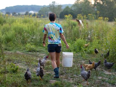 Person carrying a white bucket walks through a field while chickens follow