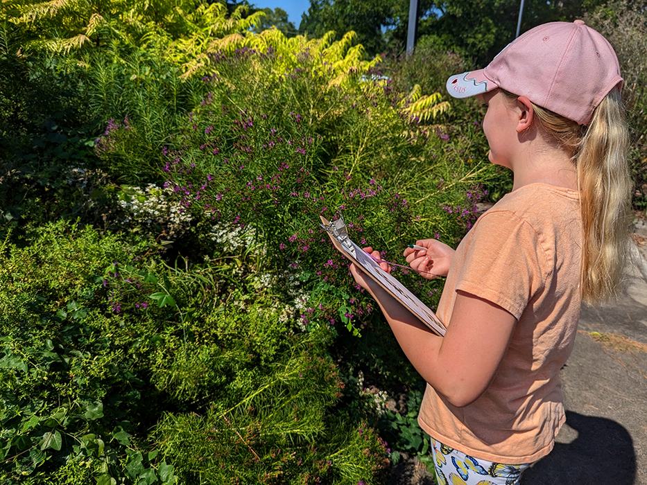 Natalie is doing her count in the native ironweed.