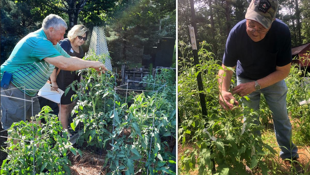 Master gardener volunteers inspect tomato plants for insect and disease issues.