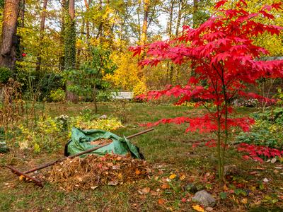 Red Japanese maple tree beside rake, leaf pile and green garden bag in autumn yard