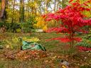 Red Japanese maple tree beside rake, leaf pile and green garden bag in autumn yard