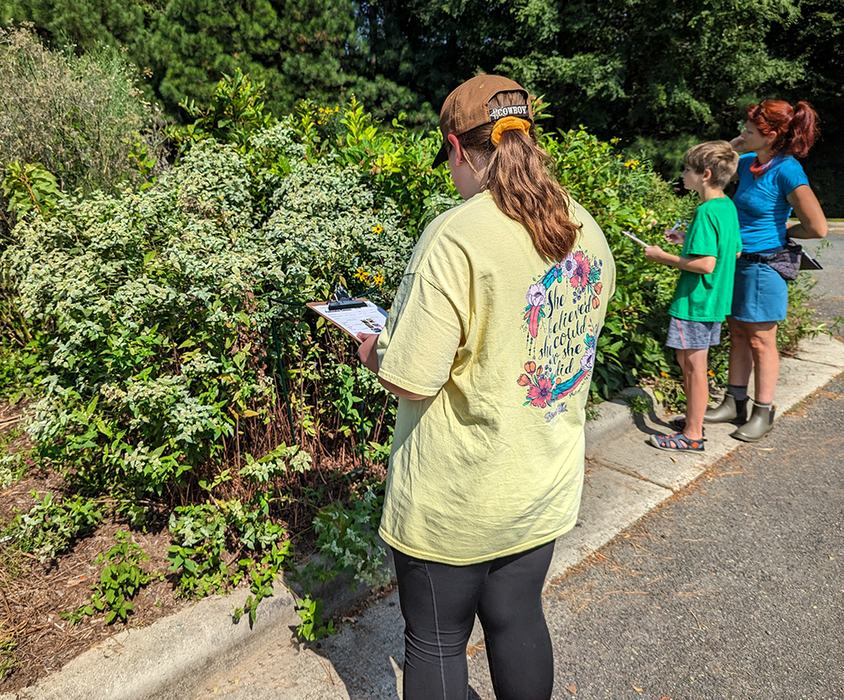 Courtney was monitoring mountain mint next to Austin on the buttonbush.