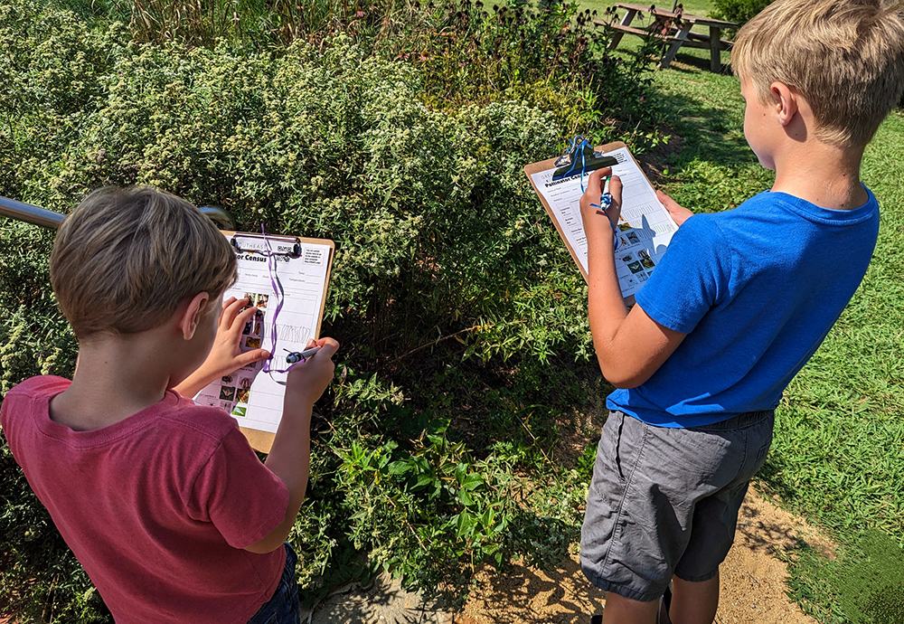Brothers Michael and James count pollinators on native mountain mint.