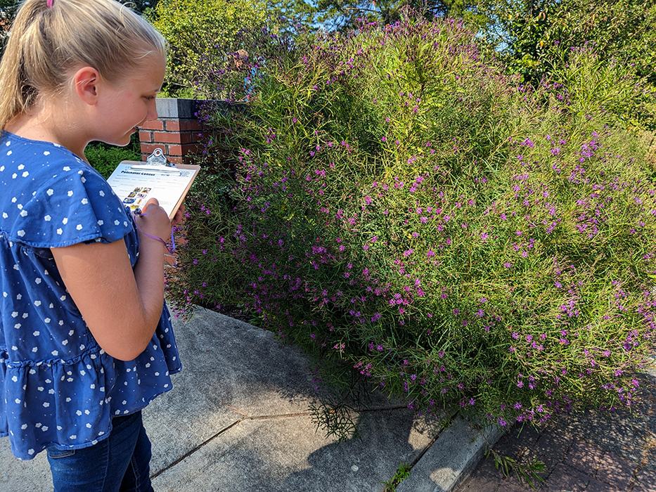 Elaine does her count on the native ironweed. 